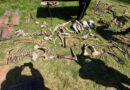Golpe al abigeato: incautan armas, herramientas de faena y caballos en Moreno