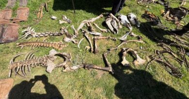 Golpe al abigeato: incautan armas, herramientas de faena y caballos en Moreno